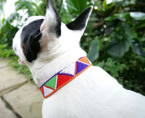 Kiko and His Maasai Collar
Ključne besede: Kiko Maasai beaded collar bull terrier English bull terrier