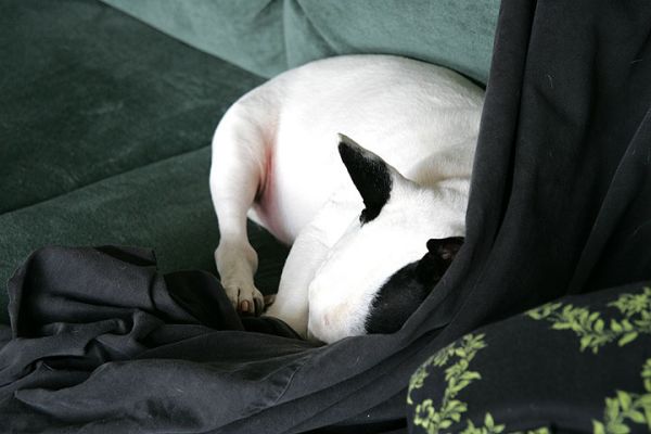 Kiko Asleep Under Couch Cover
I guess Kiko thought the protective couch cover was more like a duvet, for his personal comfort.
الكلمات الإستدلالية(لتسهيل البحث): Kiko bull terrier couch cover dog