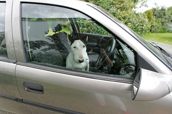 Kiko in the Driver's Seat
Anahtar kelimeler: Kiko English bull terrier driver's seat dog