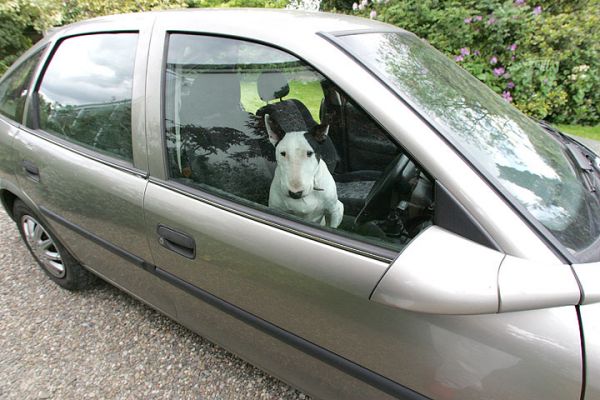 Kiko in the Driver's Seat
Buckle your seat belt, Kiko, and away you go . . . 
Palabras clave: Kiko English bull terrier driver's seat dog