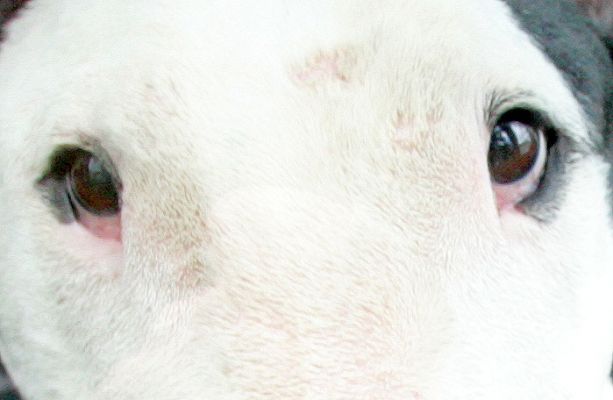 Kiko's Eyes
They say that dogs don't have good eye contact because they think it's a "challenge."  Kiko has always had great eye contact, and it's never been in a challenging way.  In fact (and is this anthropomorphising?) it seems quite loving and kind.
Palabras Clave: bull terrier dog eyes Kiko dog stare English bull terrier