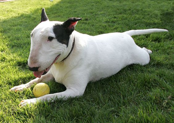 Kiko Standing (Well, Almost Standing) Guard
Normally Kiko prefers balls that are blue or green, but today he's in a yellow period.  Just try to get that ball away from him.  Bad idea...!  April 3 2005
Klíčová slova: Kiko ball bull terrier dog Lucies Farm Whitecroft garden