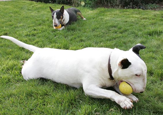 Hard at Work
I sometimes think that playing ball (and, more importantly, chewing ball) is like work to a dog.  They do it with such seriousness and purpose.  April 3 2005
Trefwoorden: Kiko Tapa ball Whitecroft garden dog Lucies Farm bull terrier