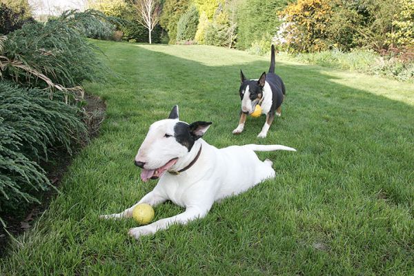 Kiko and Tapa in the Garden
Kiko guarding his ball, Tapa coming in for the inevitable challenge.  April 3 2005
الكلمات الإستدلالية(لتسهيل البحث): Kiko Tapa garden Whitecroft ball dog Lucies Farm
