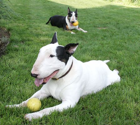 Kiko and Tapa in the Garden
As Kiko gets older, he just doesn't like to be in the house with Tapa.  But they still love to play ball together, and as it gets warmer (and a bit drier) there's more time for the two to play in the garden.  April 3 2005
Keywords: Kiko Tapa bull terrier garden ball dog Lucies Farm
