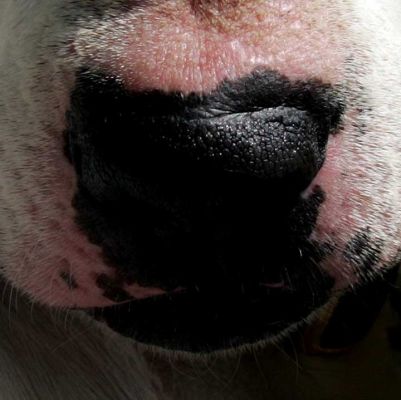 Kiko's Nose
I think Kiko's nose is great.  I like the little black lower lip as well.  It almost looks like Kiko polishes his nose when we're not looking.
Keywords: Kiko bull terrier nose lip