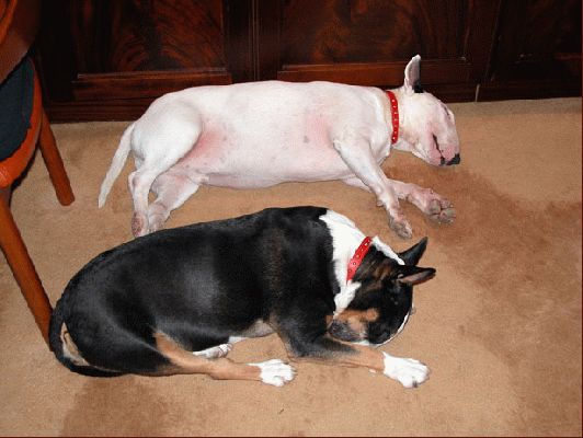 Kiko & Tapa Resting
After a hard day of Bull Terrier "work" - January 2004
Λέξεις-κλειδιά: bull terrier