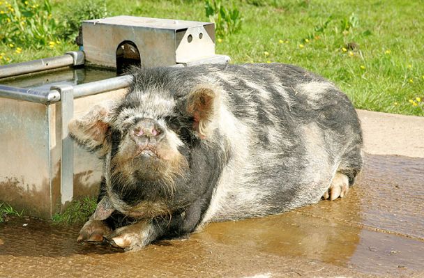Kune Kune - Gloucester Cross
Don't ask me how, but somehow Chase's kune kune pigs mated with our Gloucester Old Spot boar, and this piggy is the result.  When I tried to take her photo she kept trying to hide behind the water trough.  I guess I can't blame her for not wanting to have her photo snapped.
Λέξεις-κλειδιά: Gloucester Old Spot kune kune pig Lucies Farm