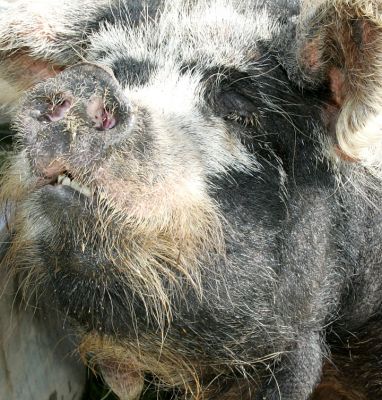 Kune Kune - Gloucester Old Spot Cross
Looks like something from [i]Star Wars[/i].
Ključne besede: Kune Kune Gloucester Old Spot pig