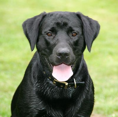 Looking Cute
Λέξεις-κλειδιά: Harvey Buddy black Labrador dog boarding dog kennel Lucies Farm