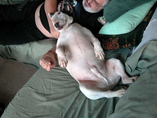 Kiko and Craig
Two large bellies on the couch - January 2005
Λέξεις-κλειδιά: bull terrier, Kiko, bellies, belly, lazy dog, Lucies Farm, Craig