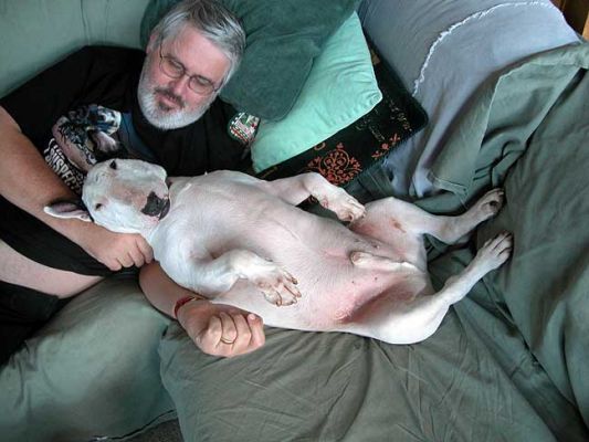 Kiko and Craig Hard at Work
It's hard to figure out if Kiko is in my "pack" or if I am in his.  But we certainly both like to slob out on the couch.  I wonder if the green covers were for him, or for me?
Trefwoorden: Kiko, couch, bull terrier, lazy dog
