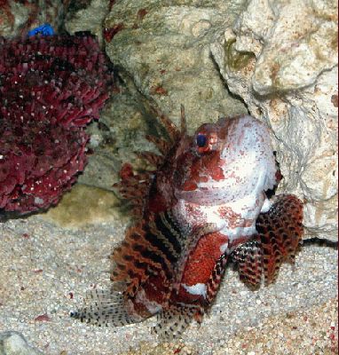 Lionfish
Our poor lionfish just stopped eating.  It was as though he went blind.  And then he expired.  His grave is near the Whitecroft pond.
Słowa kluczowe: lionfish