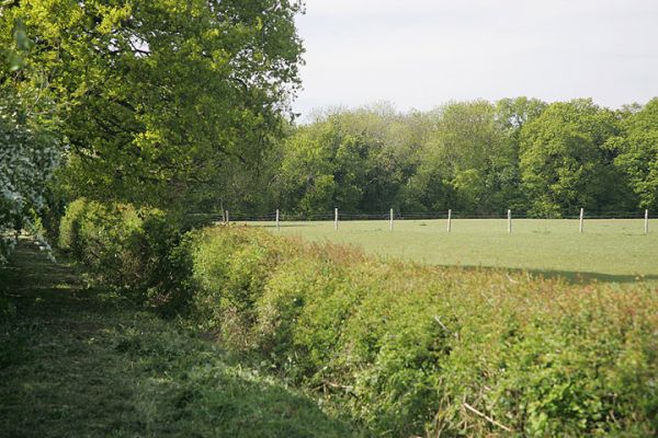Lord's Wood Track
Our track leading to Lord's Wood is shown on the left of this springtime (mid-May) photograph.  Lord's Wood itself is in the distance, past the sheep pasture.
Keywords: Lord's Wood sheep pasture track trees green burial