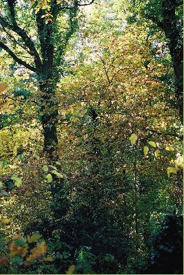 Lord's Wood - Autumn
Because of the dry summer in 2003, we had a spectacular autumn.  This photograph was taken from the main path in Lord's Wood in October 2003.
Keywords: autumn Lord's Wood