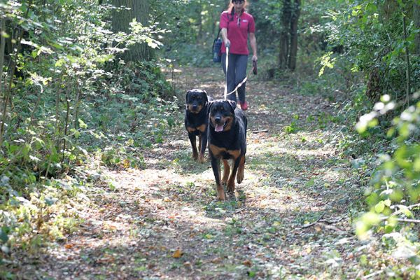 Missy and Ronan in Lord's Wood
Anahtar kelimeler: Missy Ronan Lord's Wood dog walk Marjorie Lucies Farm dog kennel dog boarding