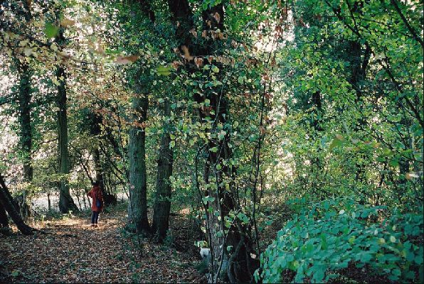 Lord's Wood - Autumn
The main path at the top of Lord's Wood, October 2003
الكلمات الإستدلالية(لتسهيل البحث): Lord's Wood autumn