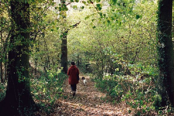 Marjorie walking dogs, Lord's Wood
Marjorie walking our dogs -- top Lord's Wood path, October 2003
Keywords: Lord's Wood bull terriers