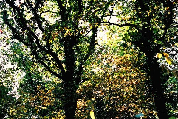 Lord's Wood Oaks, October 2003
Keywords: Lord's Wood oak