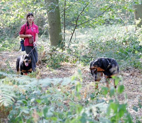 Missy and Ronan in Lord's Wood
On an early autumn afternoon walk in Lord's Wood, our private 17 acre woodland.  Marjorie bringing up the rear.
Keywords: Missy Ronan Rottweiler dog walk Lord's Wood Marjorie dog boarding dog kennel