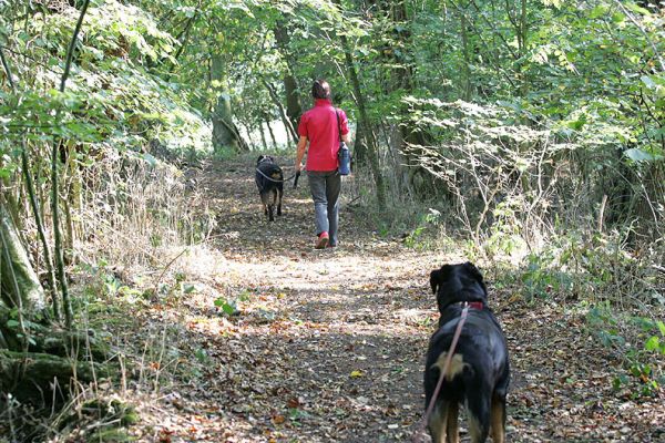 Ronan and Marjorie Take The Lead
With Missy and I following from the rear.  In Lord's Wood, on an autumn afternoon, on a private path.
Anahtar kelimeler: Lord's Wood Ronan Missy Rottweiler dog walking Lucies Farm dog kennel dog boarding