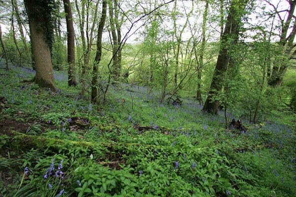 Bluebells at Lord's Wood
Spring evening, with the bluebells in bloom.  April 26 2005
Słowa kluczowe: bluebells Lord's Wood spring flowers green burial
