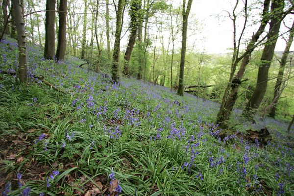 Lord's Wood - Bluebells
Spring evening, April 26 2005. Bluebells on the lower slope of Lord's Wood
Palabras clave: Lord's Wood bluebells green burial Lucies Farm spring