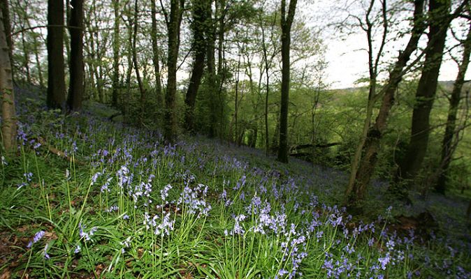 Lord's Wood and Bluebells
Palabras Clave: Lord's Wood bluebells green burials spring flowers