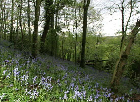 Lord's Wood and Spring Bluebells
Keywords: Lord's Wood bluebells spring green burials