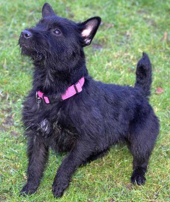 Lula
Keywords: Lula Fell Terrier dog hotel dog boarding