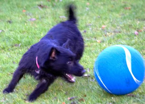 Lula and the Big Blue Ball
Keywords: Lula Fell Terrier blue ball chasing dog