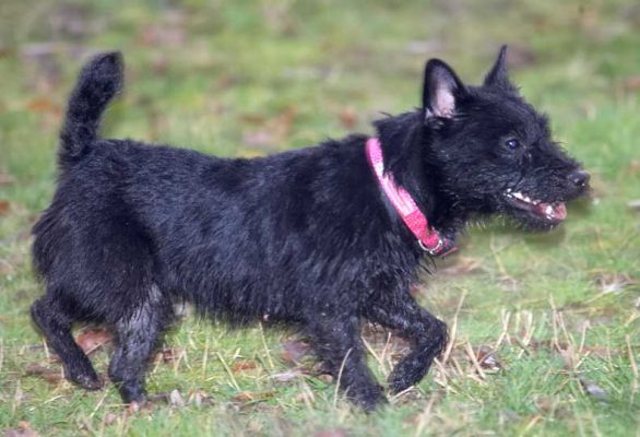 Lula
Lula is a Fell Terrier.  Here she's chasing her huge blue play ball.
Keywords: Lula Fell Terrier chasing dog
