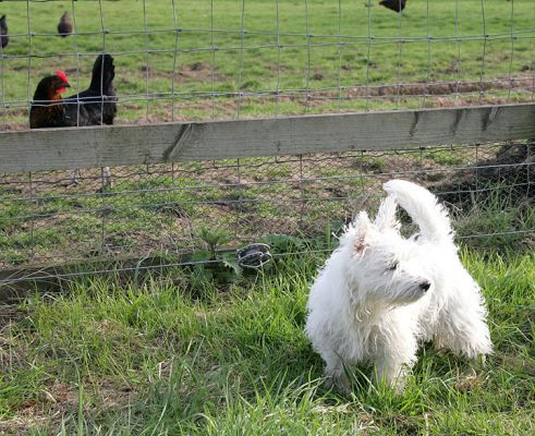 Maisy and the Chicken
Λέξεις-κλειδιά: Maisy chicken dog Lucies Farm Western Highland terrier