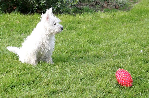 Maisy and Her Pink Toy
Słowa kluczowe: Maisy toy Western Highland terrier dog Lucies Farm