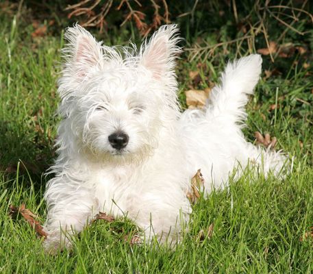 Maisy Enjoying The Sunshine
Trefwoorden: Maisy sunshine dog Western Highland terrier dog Lucies Farm