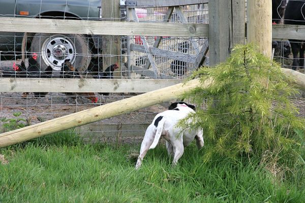 Maisie Stalking The Chickens
Keywords: Maisie Staffordshire terrier chickens dog Lucies Farm