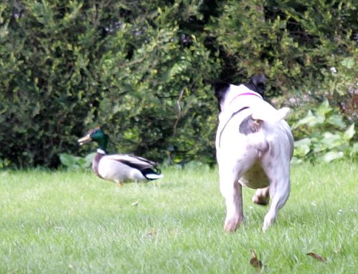 Maisie Stalking A Duck
Don't worry ... the duck can fly, and did.
Anahtar kelimeler: Maisie Staffordshire terrier duck dog Lucies Farm