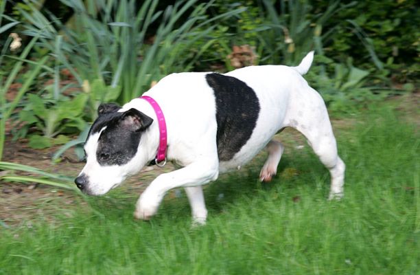 Maisie Stalking
Ключові слова: Maisie Staffordshire bull terrier dog Lucies Farm