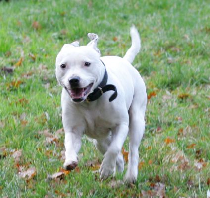 Maddy the Staffie
Mots-clés: Maddy Staffordshire terrier Lucies Farm running dog boarding dog kennel