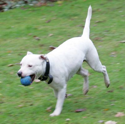 Maddy Running With The Blue Ball
Keywords: Maddy Stafforshire terrier blue ball catch fetch dog hotel dog boarding Lucies Farm