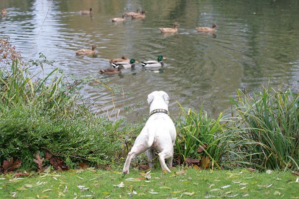 Maddy Watches Our Ducks
Don't worry, there's a fence just out of sight in this photograph.  So the ducks -- and Maddy -- are protected from each other.
Keywords: Maddy ducks Staffordshire terrier Lucies Farm dog boarding pond
