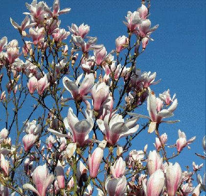 Magnolias - Whitecroft
I love magnolias, especially the big white ones you find all over the place in the U.S. south --- "grandaflora" I think they're called.  This year the "English" magnolias have been gorgeous.  I don't know if this is because of our hot summer in 2003.  Whatever the reason, they're beautiful. 
الكلمات الإستدلالية(لتسهيل البحث): Whitecroft, magnolia, spring, flower