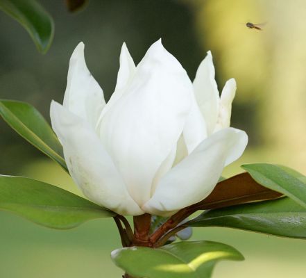 Magnolia With Flying Insect
I love magnolias.  The only problem is that these huge flowers seem to fall apart:  in doing so they avoid being cut from the tree and put in a vase.  Wonderful big petals, and a great smell that, at least in this case, attracted a small flying insect of some sort.
Keywords: Magnolia insect large flower white flower flying bug