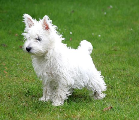 Maisy
Ключови думи: Maisy Western Highland Terrier dog Lucies Farm