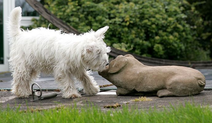 Maisy and the Concrete Pig
Maisy discovered the concrete pig garden ornament, and proceeded to lick its face.
Ključne besede: pig garden ornament Maisie dog Lucies Farm lick