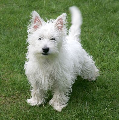 Maisy Posing
Ключови думи: Maisy Western Highland Terrier dog Lucies Farm