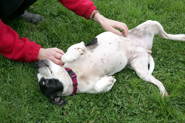 Maisie - A Hedonist
Λέξεις-κλειδιά: Maisie Staffordshire bull terrier dog Lucies Farm
