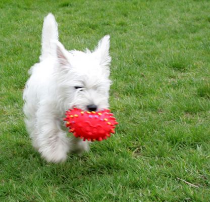 Maisy and Squeaky Toy
Ключові слова: Maisy squeaky toy dog terrier Lucies Farm