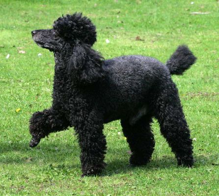 Marching Poodle
Ключови думи: Bali India French Poodle Lucies Farm marching dog boarding dog kennel dog resort