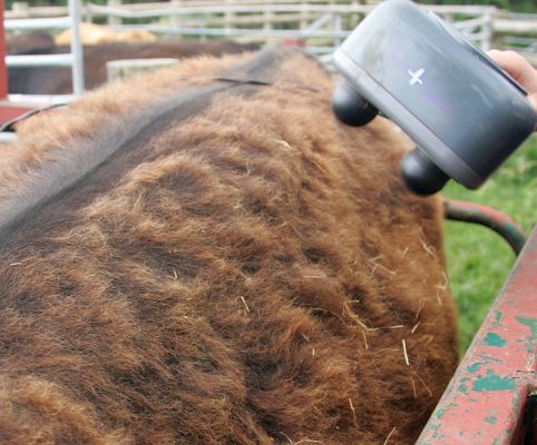 Massaging an Angus Steer
We weigh the cattle every week in a chute called (and I hate this name) a "crush."  While in the crush, we take the opportunity to massage them using our large electric massager.  This Aberdeen Angus steer still has part of its winter coat, even though this photo was taken on June 10 2005.
Keywords: massage Aberdeen Angus cattle Kobe beef Lucies Farm